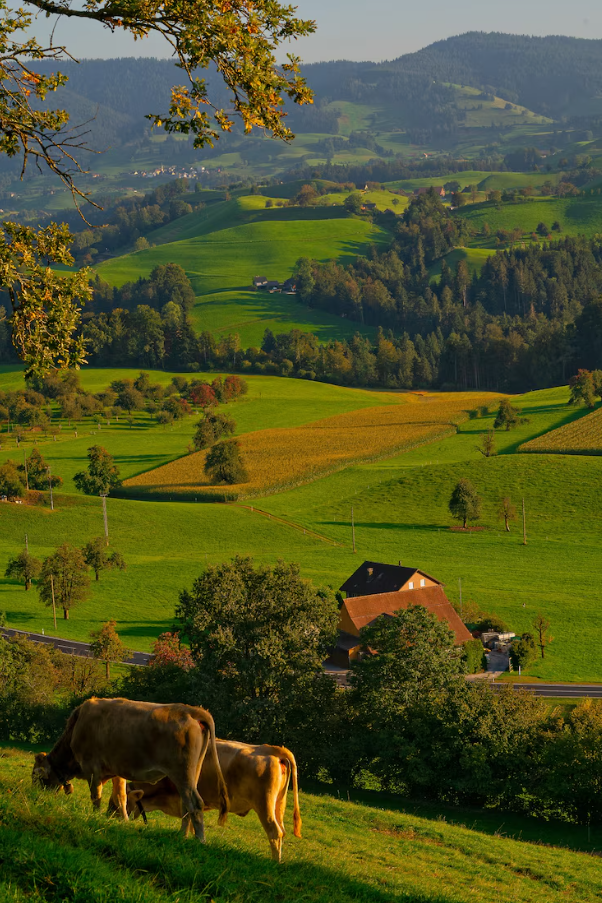Combine harvester in wheat field